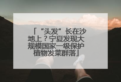 “头发”长在沙地上？宁夏发现大规模国家一级保护植物发菜群落