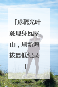珍稀光叶蕨现身瓦屋山，刷新海拔最低纪录