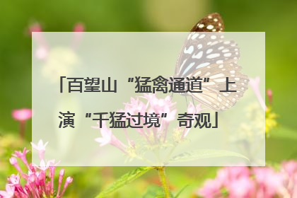 百望山“猛禽通道”上演“千猛过境”奇观