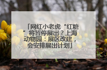 网红小老虎“红糖”将暂停展出？上海动物园：展区改建，会安排展出计划