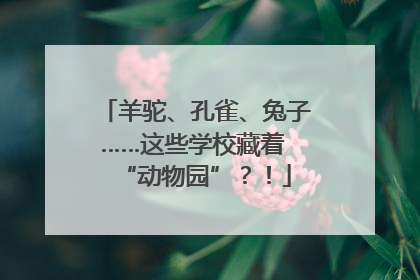 羊驼、孔雀、兔子……这些学校藏着 “动物园”？！