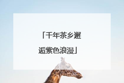 千年茶乡邂逅紫色浪漫