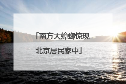 南方大蟑螂惊现北京居民家中