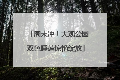周末冲！大观公园双色睡莲惊艳绽放