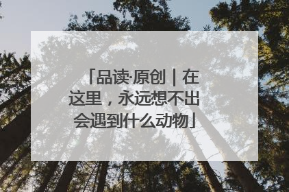 品读·原创｜在这里，永远想不出会遇到什么动物