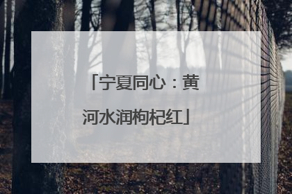 宁夏同心：黄河水润枸杞红