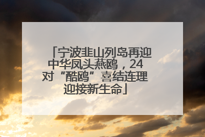 宁波韭山列岛再迎中华凤头燕鸥，24对“酷鸥”喜结连理迎接新生命