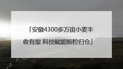 安徽4300多万亩小麦丰收有望 科技赋能颗粒归仓