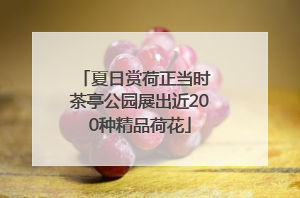 夏日赏荷正当时 茶亭公园展出近200种精品荷花