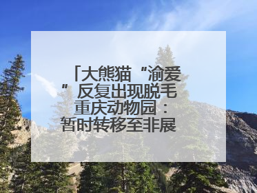 大熊猫“渝爱”反复出现脱毛 重庆动物园：暂时转移至非展示区静养治疗