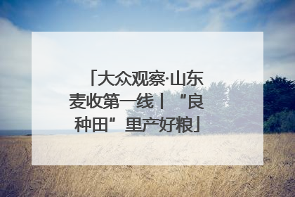 大众观察·山东麦收第一线丨“良种田”里产好粮