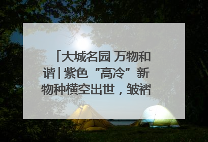 大城名园 万物和谐│紫色“高冷”新物种横空出世，皱褶叶片暗藏进化密码