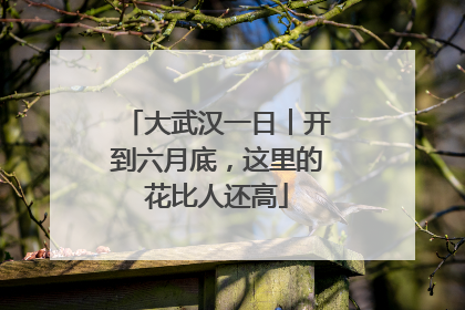 大武汉一日︱开到六月底，这里的花比人还高