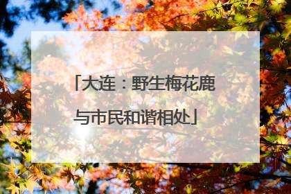 大连：野生梅花鹿与市民和谐相处