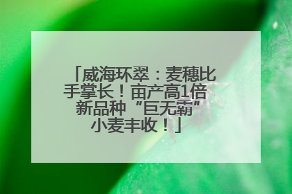 威海环翠：麦穗比手掌长！亩产高1倍 新品种“巨无霸”小麦丰收！