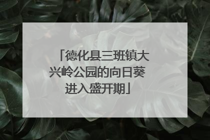 德化县三班镇大兴岭公园的向日葵进入盛开期