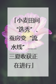 小麦田间“选秀”、蚕房变“流水线”……三夏收获正在进行