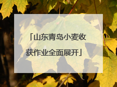 山东青岛小麦收获作业全面展开