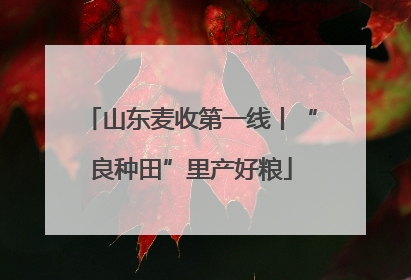 山东麦收第一线丨“良种田”里产好粮