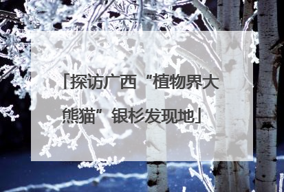 探访广西“植物界大熊猫”银杉发现地