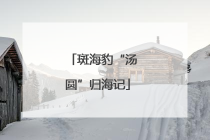 斑海豹“汤圆”归海记