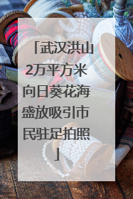 武汉洪山2万平方米向日葵花海盛放吸引市民驻足拍照