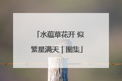 水蕴草花开 似繁星满天｜图集