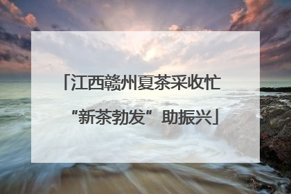 江西赣州夏茶采收忙 “新茶勃发”助振兴