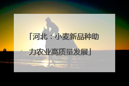 河北：小麦新品种助力农业高质量发展