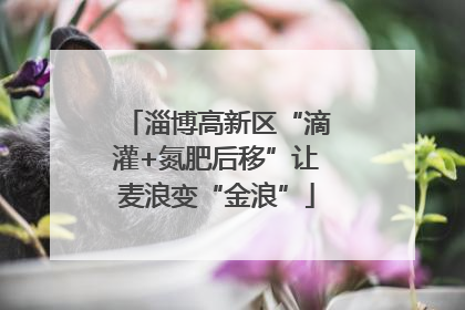 淄博高新区“滴灌+氮肥后移”让麦浪变“金浪”