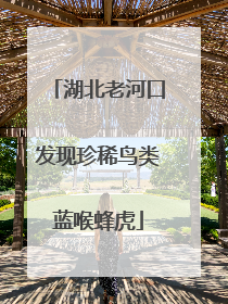 湖北老河口发现珍稀鸟类蓝喉蜂虎