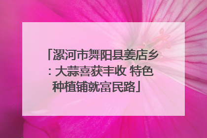 漯河市舞阳县姜店乡：大蒜喜获丰收 特色种植铺就富民路
