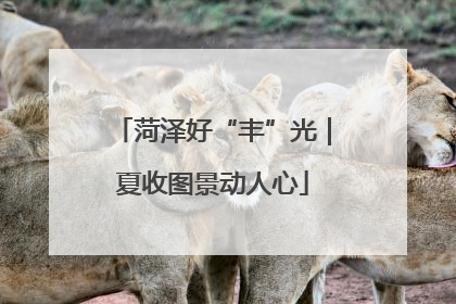 菏泽好“丰”光｜夏收图景动人心