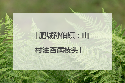 肥城孙伯镇：山村油杏满枝头
