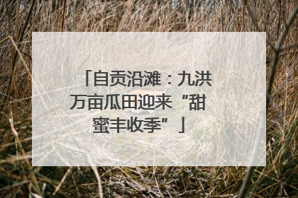 自贡沿滩：九洪万亩瓜田迎来“甜蜜丰收季”