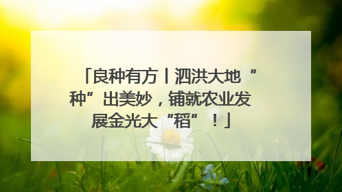 良种有方丨泗洪大地“种”出美妙，铺就农业发展金光大“稻”！