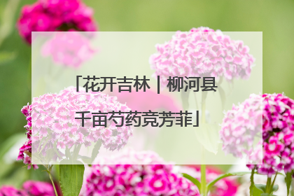 花开吉林｜柳河县千亩芍药竞芳菲