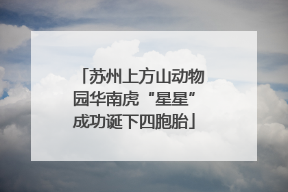 苏州上方山动物园华南虎“星星”成功诞下四胞胎