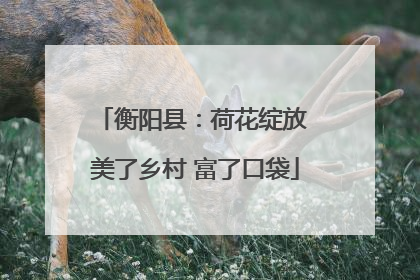 衡阳县：荷花绽放 美了乡村 富了口袋