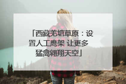 西藏羌塘草原：设置人工鹰架 让更多猛禽翱翔天空
