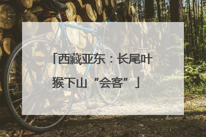 西藏亚东：长尾叶猴下山“会客”