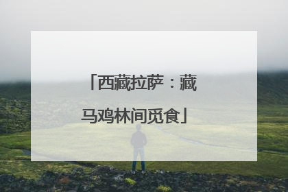 西藏拉萨：藏马鸡林间觅食