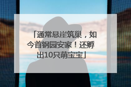 通常悬崖筑巢，如今首钢园安家！还孵出10只萌宝宝