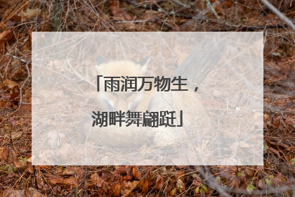雨润万物生，湖畔舞翩跹