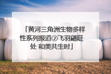 黄河三角洲生物多样性系列报道②飞羽翩跹处 和美共生时