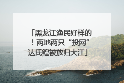 黑龙江渔民好样的！两地两只“投网”达氏鳇被放归大江