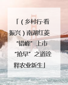 （乡村行·看振兴）南湖红菱“错峰”上市 “抢早”之道诠释农业新生